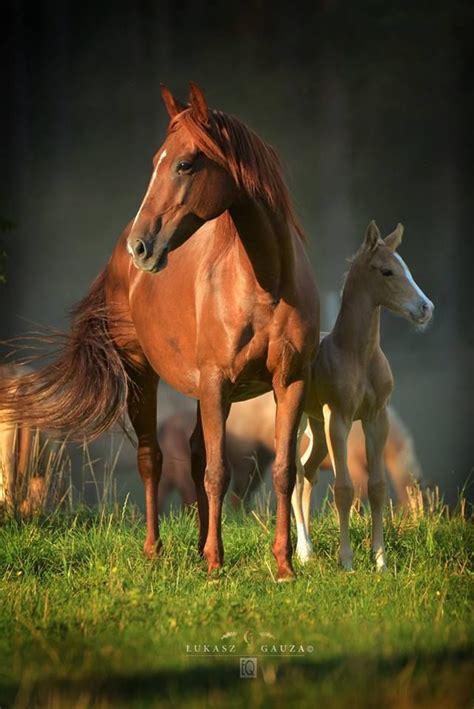 25 Horse Photography Tips: Take Great Equine Photography