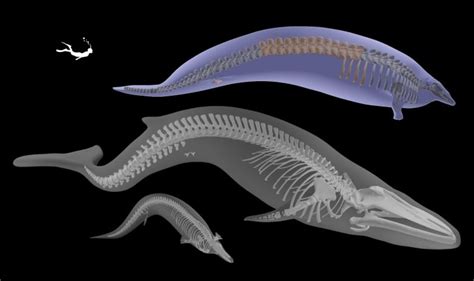 The 'chonkiest' animal ever may have been this massive ancient whale ...