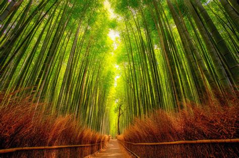 Bamboo Forest Japan Computer Wallpaper (51+ images)