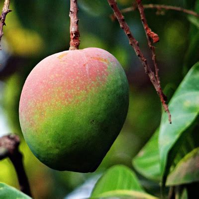 Haden Mango Tree - Bob Wells Nursery - U.S. Shipping