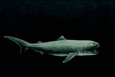 Megamouth shark - Alchetron, The Free Social Encyclopedia