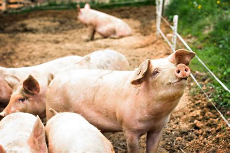 Pig Manure Compost: The Benefits, Risks, and How to Compost Pig Manure