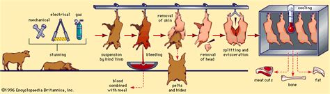 Meat processing | Definition, Equipment, Techniques, Products, & Facts | Britannica