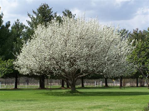 flowering trees | Flowering Trees | Iowa Arboretum | Fast growing shade trees, Shade trees ...