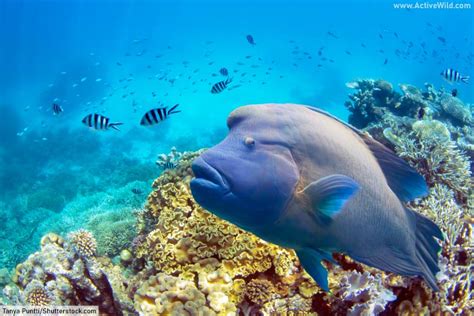 The Marine Biome: Facts, Pictures, Ecosystems, Species & Threats