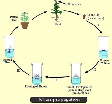 Plant Tissue Culture Micropropagation