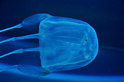 The Deadly Box Jellyfish Off Australia's Coast - WorldAtlas