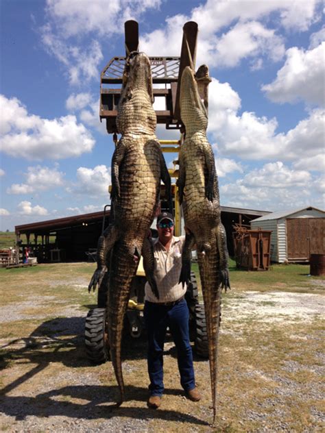 Alligator Hunts Louisiana - HuntingAgent.com