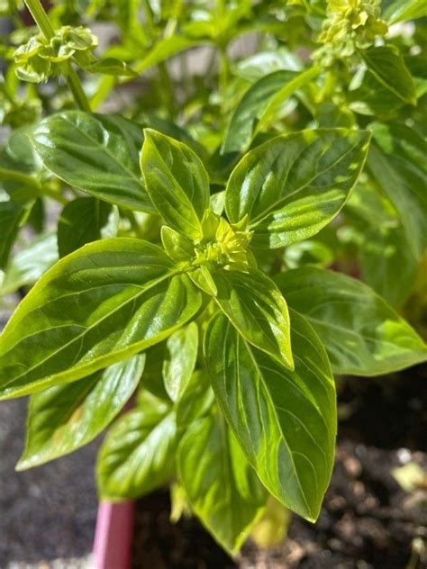 Ocimum basilicum L., Sweet basil (World flora) - Pl@ntNet identify