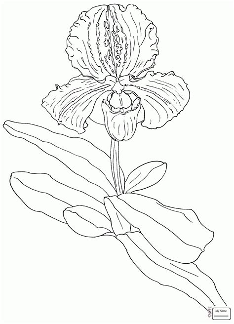 Cattleya Flower Coloring Page Coloring Pages