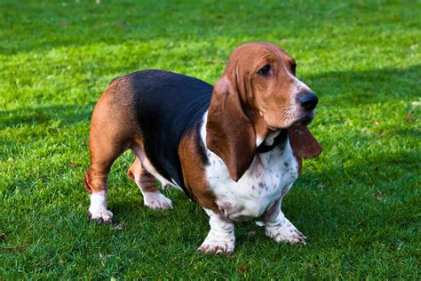 Basset Hound Colors: A Dog Lovers Guide To Coat Colors