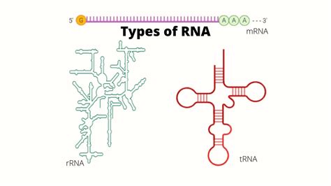 Types of RNA: Structure and Functions • Microbe Online