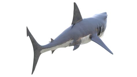 Great White Shark - 3D Model by frezzy