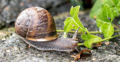 What Do Garden Snails Need | Foliar Garden