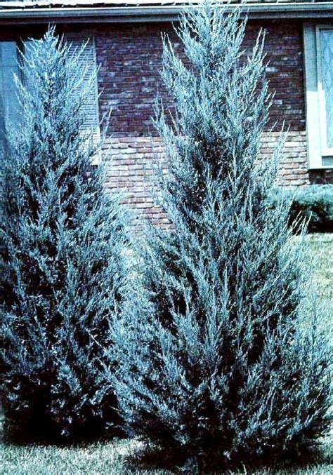 Moonglow Juniper A dense, compact evergreen with silvery-blue foliage. Full sun. Grows 5m high ...