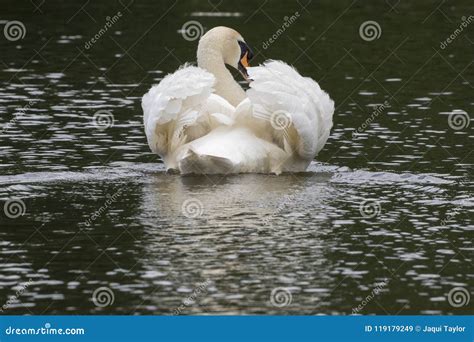 A White Swan with Ruffled Feathers Stock Image - Image of bird, swimming: 119179249