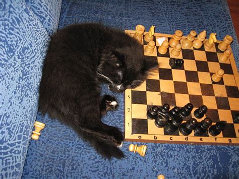 Cat Playing Chess Stock Photos, Pictures & Royalty-Free Images - iStock