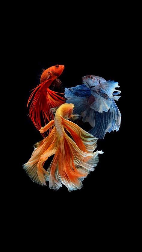 Fishes, blue, fish orange, red, HD phone wallpaper | Peakpx