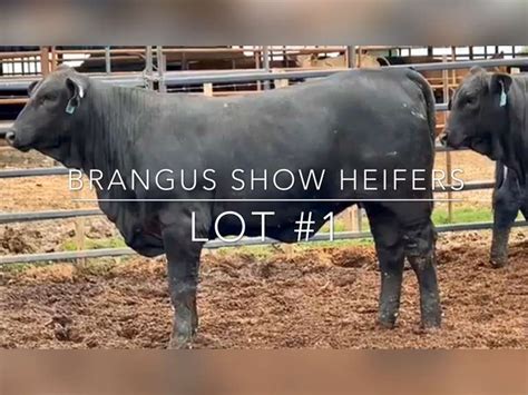 Brangus Show Heifers - J&J Cattle Co