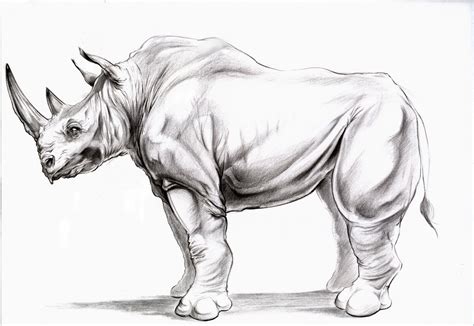 The Art of Bryan Thompson: Animal Drawing: Rhino side view