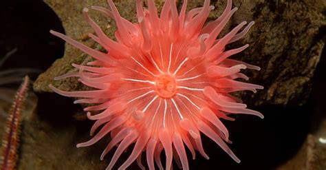 10 Fascinating Facts About Sea Anemones - A-Z Animals