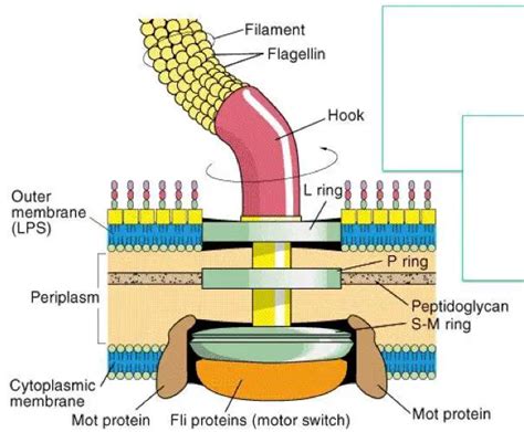 Bacterial Flagella: Structure, importance and examples of flagellated bacteria - microbeonline