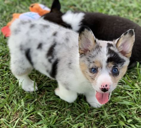 Adorable Corgi Puppies Available Now