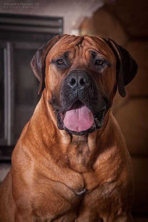 Maglor is an owner of many titles. He truly represents the true South African Boerboels and is ...