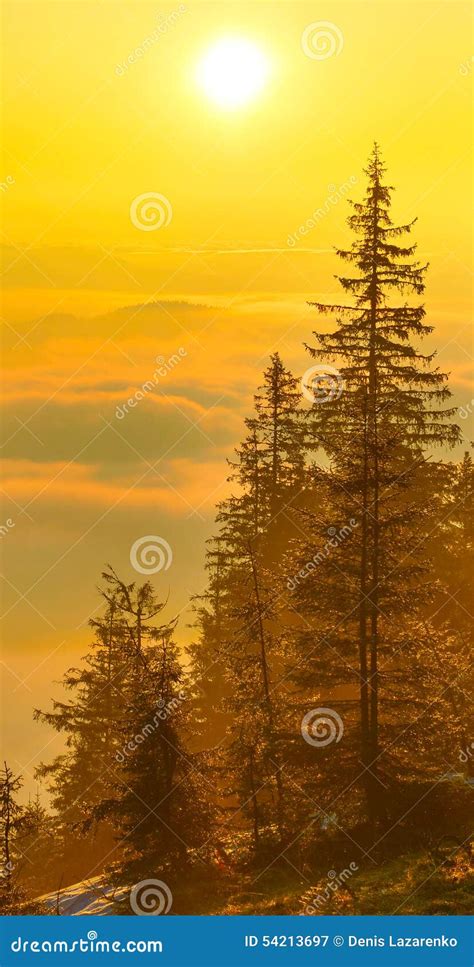 Sunrise forest stock image. Image of forest, morning - 54213697