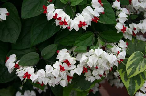 variegated bleeding-heart vine, Clerodendrum thomsoniae 'V… | Flickr