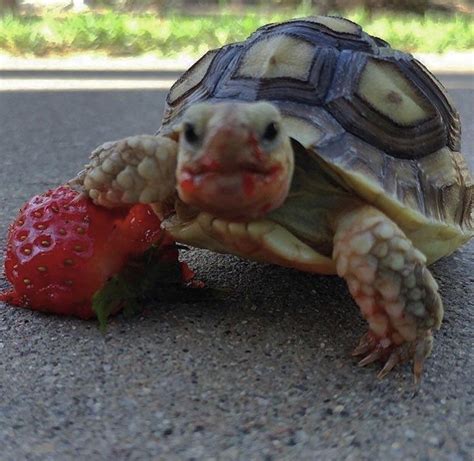 Baby Turtle Eating A Strawberry