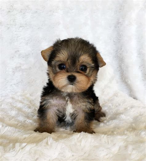 Teacup Yorkie Puppy For sale Lilly! - iHeartTeacups