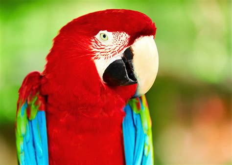 22 Scarlet Macaw Facts: Guide to the Beautiful Ara macao | JustBirding