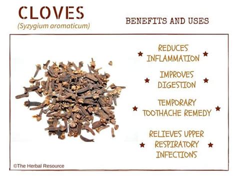 Cloves Benefits and Uses and Side Effects as Herbal Medicine