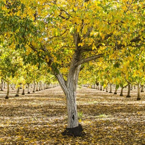 White Walnut Tree | Nut Trees | Ison's Nursery & Vineyard