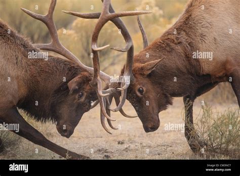 Elk fighting hi-res stock photography and images - Alamy