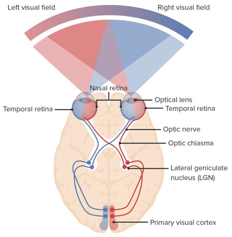 Visual Pathway & Visual Field Defects | Lecturio Medical