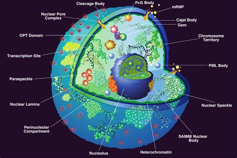 Nucleus, the commanding centre of the cell