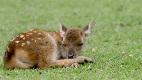 cute baby deer sleeping on short Stock Footage Video (100% Royalty-free) 1012171214 | Shutterstock