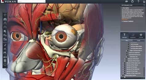 Virtual Human Anatomy iPhone App - ForgeFX Simulations