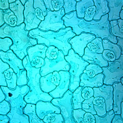 Dicot Leaf Epidermis, w.m. Microscope Slide | Carolina Biological Supply