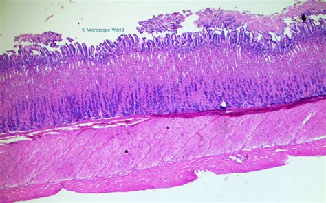 Microscope World Blog: Stomach Fundic Region under the Microscope