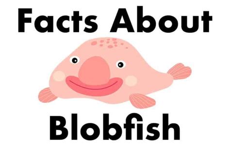 11 Interesting Facts About Blobfish - Wildlife Informer