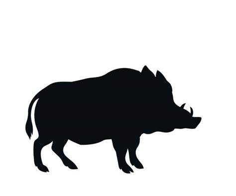 Wild Boar Illustrations, Royalty-Free Vector Graphics & Clip Art - iStock