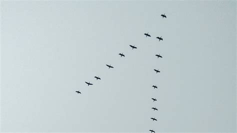 Why Do Birds Fly in a V Formation? Flying Physics - Bird Watching Pro