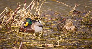 Mallard couple | Mallards (Anas platyrhynchos) resting on so… | Flickr