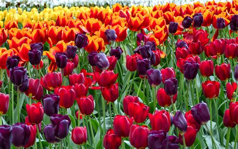 Spring Tulips Wallpaper (61+ images)