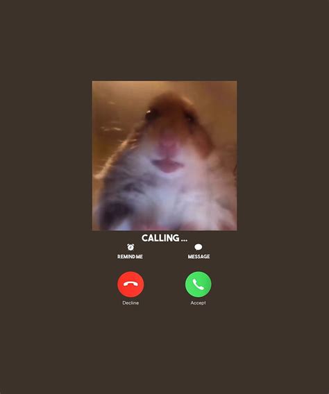 Hamster Facetime Call ~ Animals On Facetime Meme | Bodogwasuog