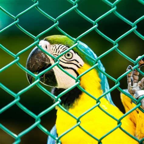 Macaw Cage: Top 3 Options For Your Feathered Friend!