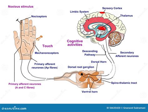 Nerve Pathway Diagram